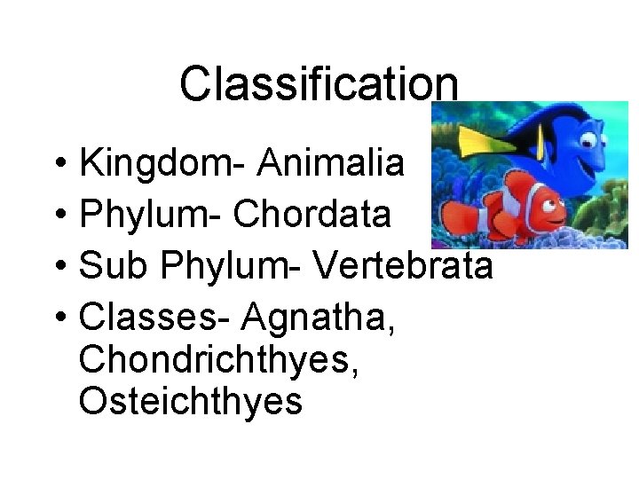 Classification • Kingdom- Animalia • Phylum- Chordata • Sub Phylum- Vertebrata • Classes- Agnatha,