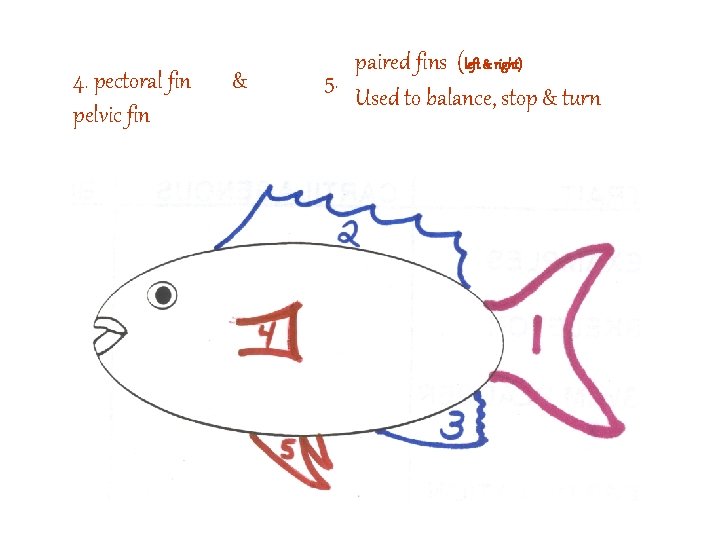 4. pectoral fin pelvic fin & paired fins (left & right) 5. Used to