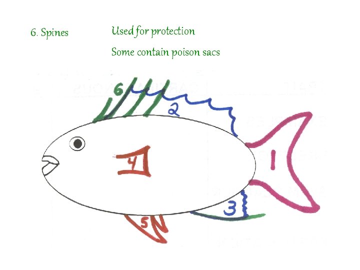 6. Spines Used for protection Some contain poison sacs 