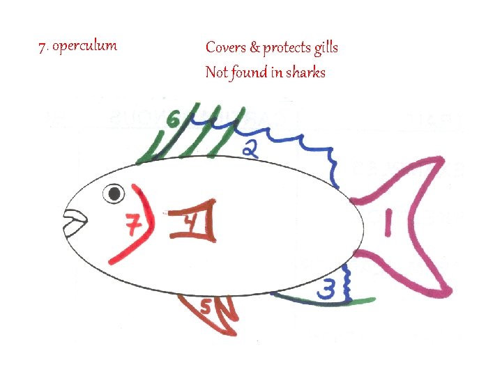 7. operculum Covers & protects gills Not found in sharks 