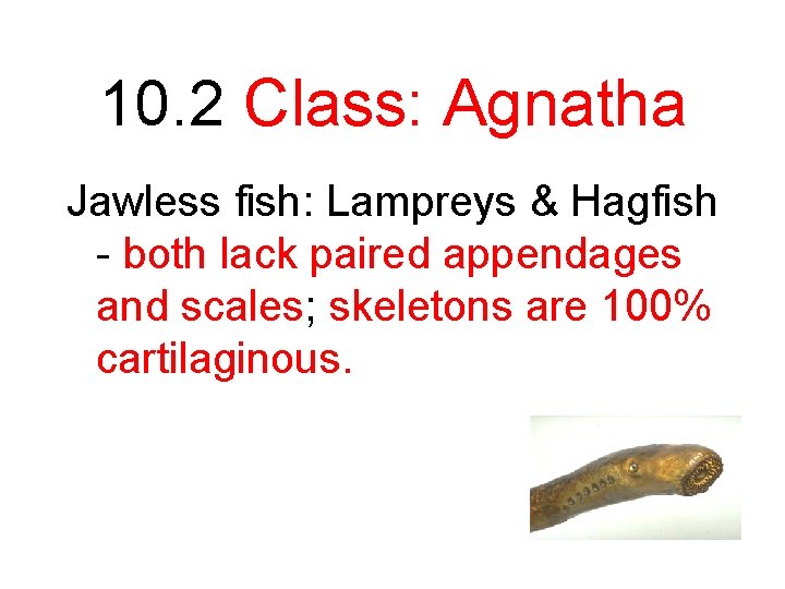 10. 2 Class: Agnatha Jawless fish: Lampreys & Hagfish - both lack paired appendages
