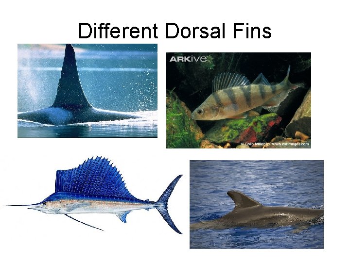Different Dorsal Fins 