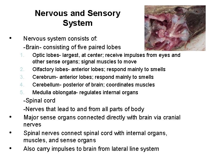 Nervous and Sensory System • Nervous system consists of: -Brain- consisting of five paired