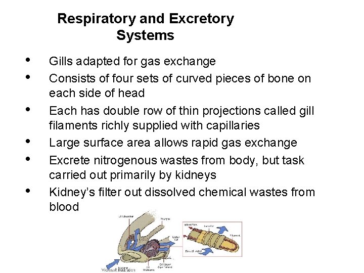 Respiratory and Excretory Systems • • • Gills adapted for gas exchange Consists of