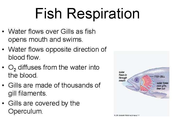Fish Respiration • Water flows over Gills as fish opens mouth and swims. •