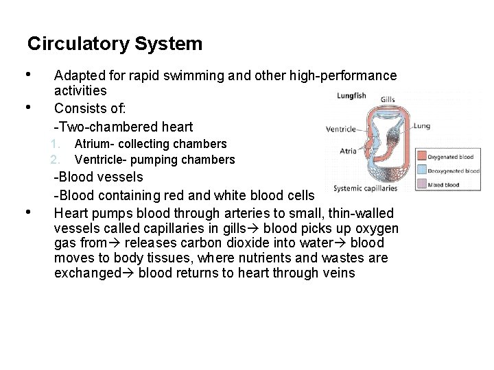 Circulatory System • • Adapted for rapid swimming and other high-performance activities Consists of: