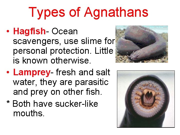 Types of Agnathans • Hagfish- Ocean scavengers, use slime for personal protection. Little is