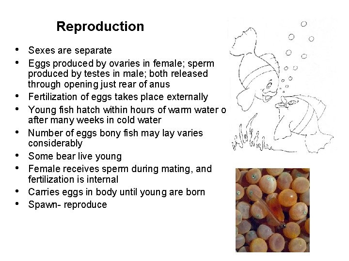 Reproduction • • • Sexes are separate Eggs produced by ovaries in female; sperm