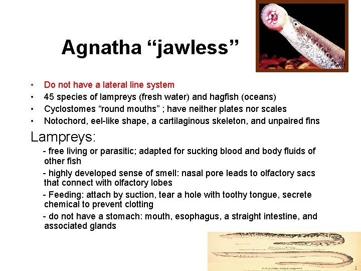 Agnatha “jawless” • • Do not have a lateral line system 45 species of