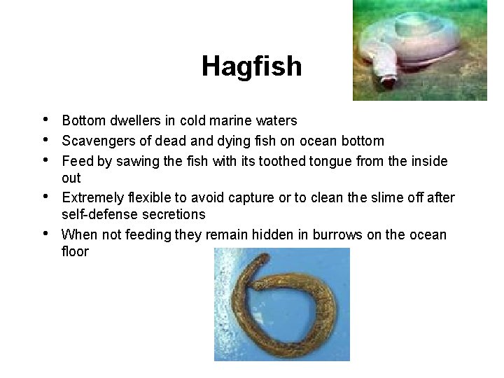 Hagfish • • • Bottom dwellers in cold marine waters Scavengers of dead and