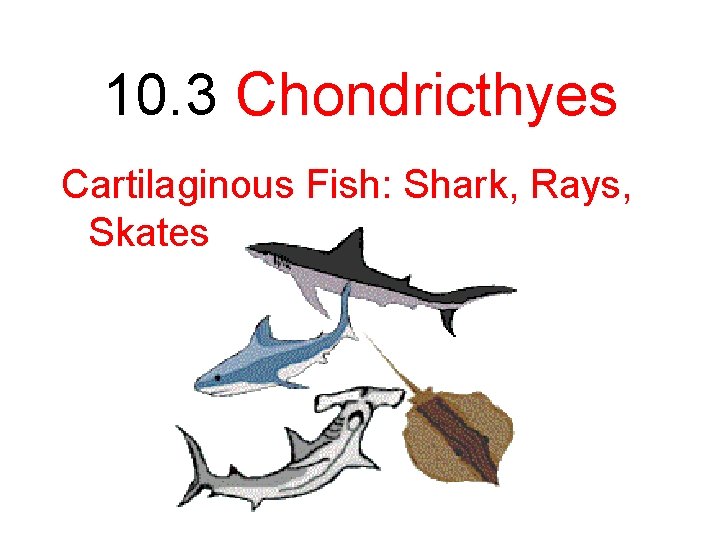 10. 3 Chondricthyes Cartilaginous Fish: Shark, Rays, Skates 