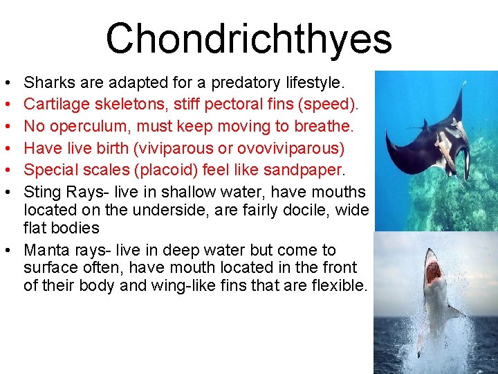 Chondrichthyes • • • Sharks are adapted for a predatory lifestyle. Cartilage skeletons, stiff