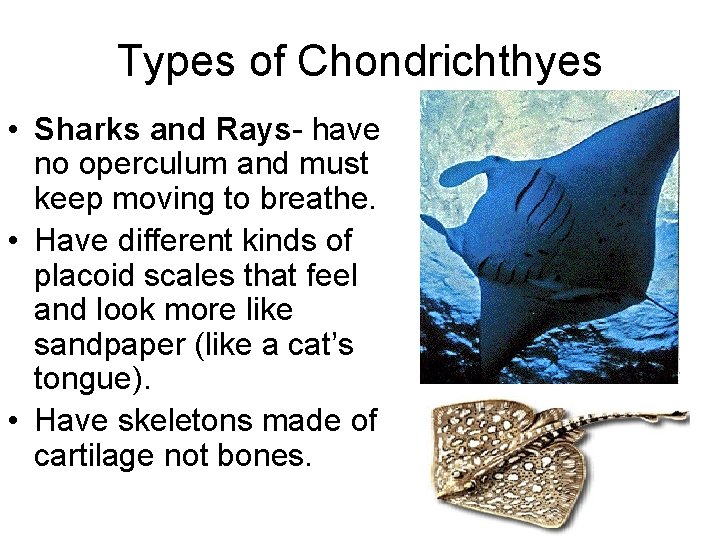 Types of Chondrichthyes • Sharks and Rays- have no operculum and must keep moving