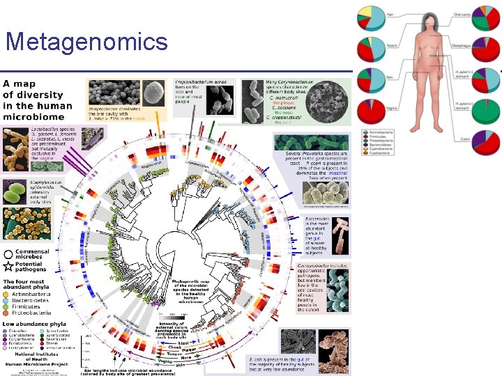 Metagenomics CS 273 a Lecture CS 273 a 2014 4, Autumn 08, Batzoglou 