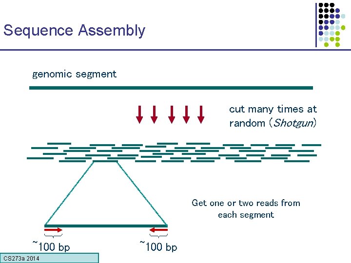 Sequence Assembly genomic segment cut many times at random (Shotgun) Get one or two