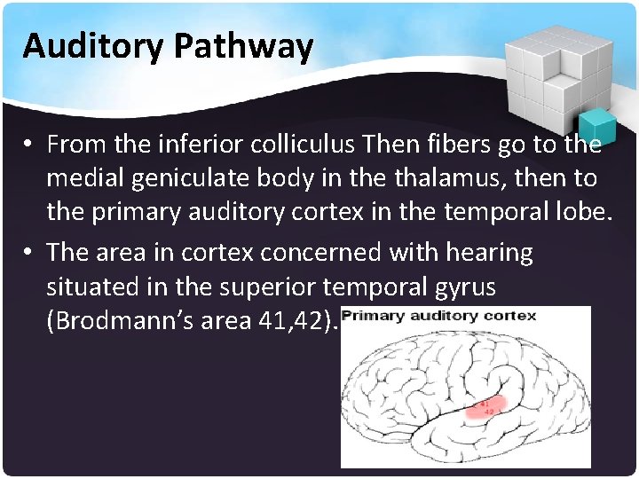 Auditory Pathway • From the inferior colliculus Then fibers go to the medial geniculate