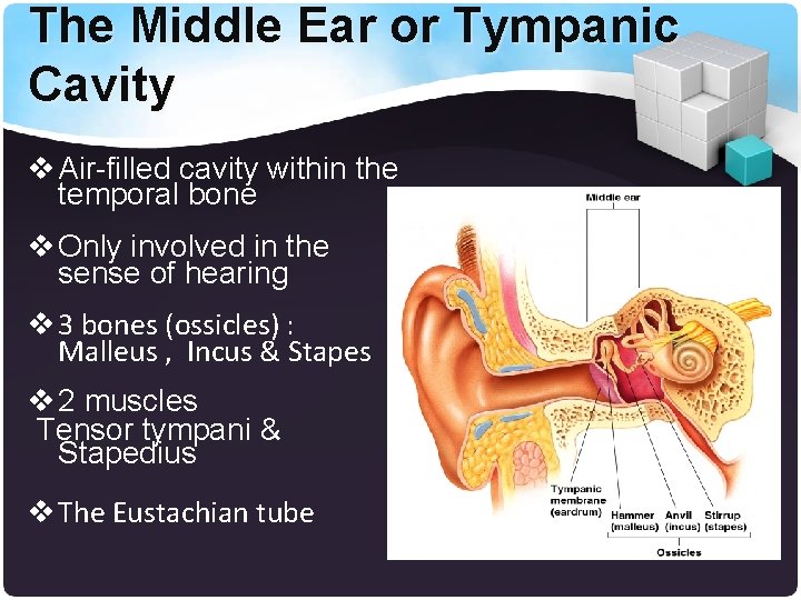 The Middle Ear or Tympanic Cavity v Air-filled cavity within the temporal bone v