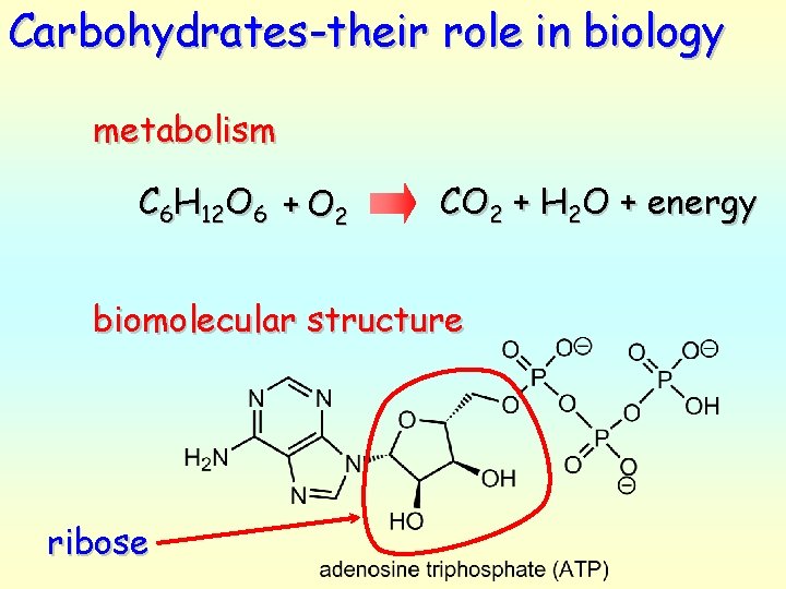 Carbohydrates-their role in biology metabolism C 6 H 12 O 6 + O 2