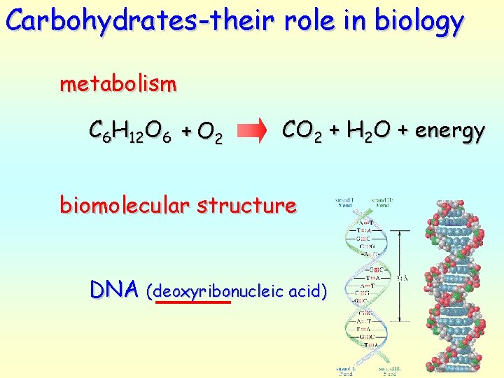 Carbohydrates-their role in biology metabolism C 6 H 12 O 6 + O 2