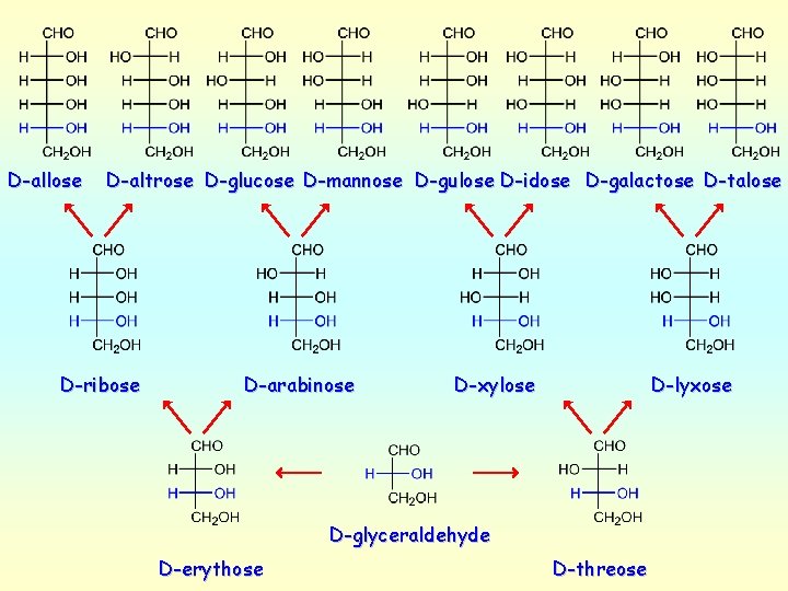 D-allose D-altrose D-glucose D-mannose D-gulose D-idose D-galactose D-talose D-ribose D-arabinose D-xylose D-lyxose D-glyceraldehyde D-erythose