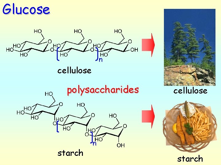 Glucose n cellulose polysaccharides starch cellulose n starch 