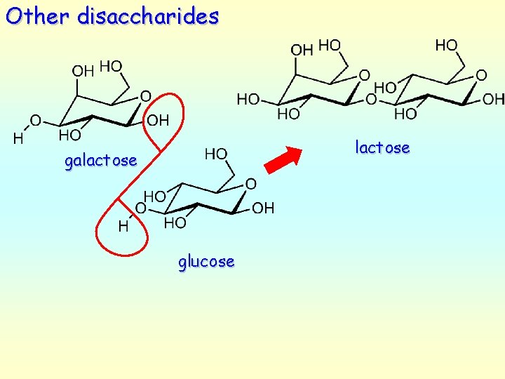 Other disaccharides lactose galactose glucose 