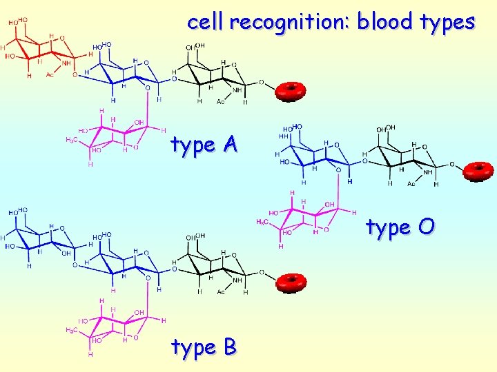 cell recognition: blood types type A type O type B 