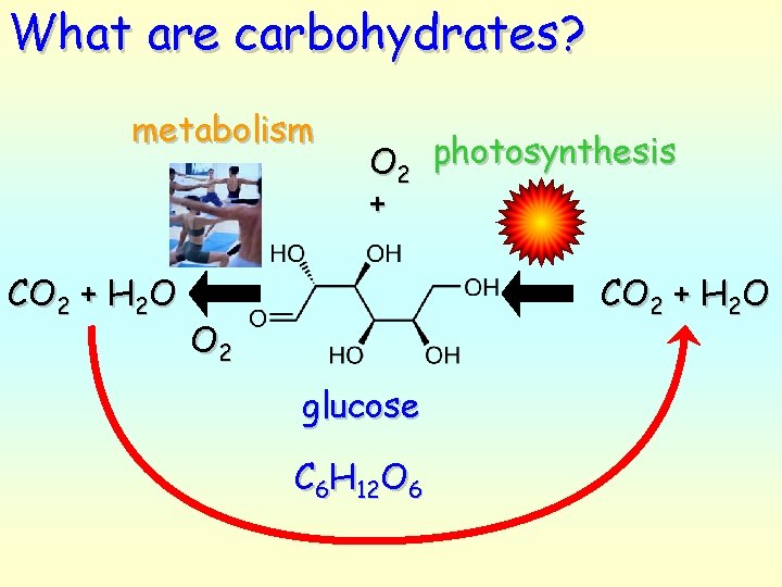 What are carbohydrates? metabolism CO 2 + H 2 O O 2 photosynthesis +
