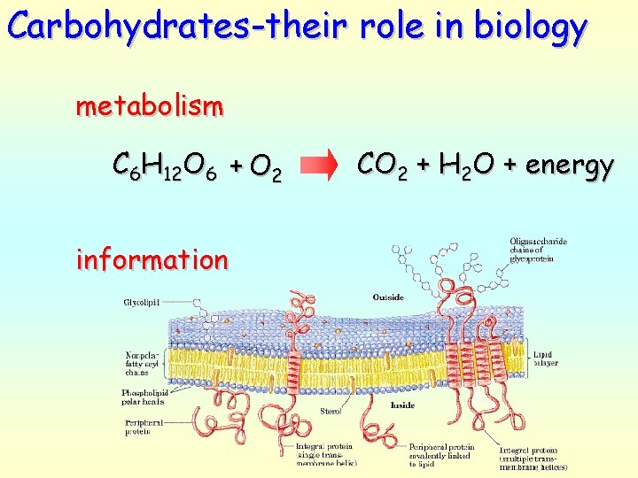 Carbohydrates-their role in biology metabolism C 6 H 12 O 6 + O 2