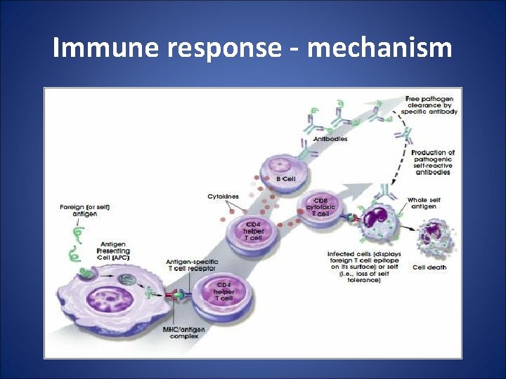 Immune response - mechanism 