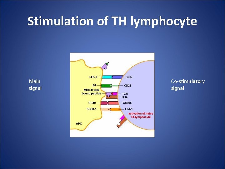 Stimulation of TH lymphocyte Main signal Co-stimulatory signal 