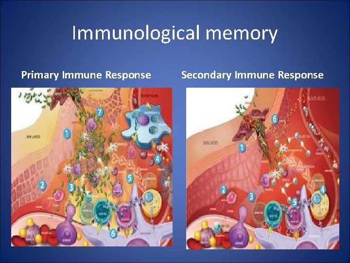 Immunological memory Primary Immune Response Secondary Immune Response 