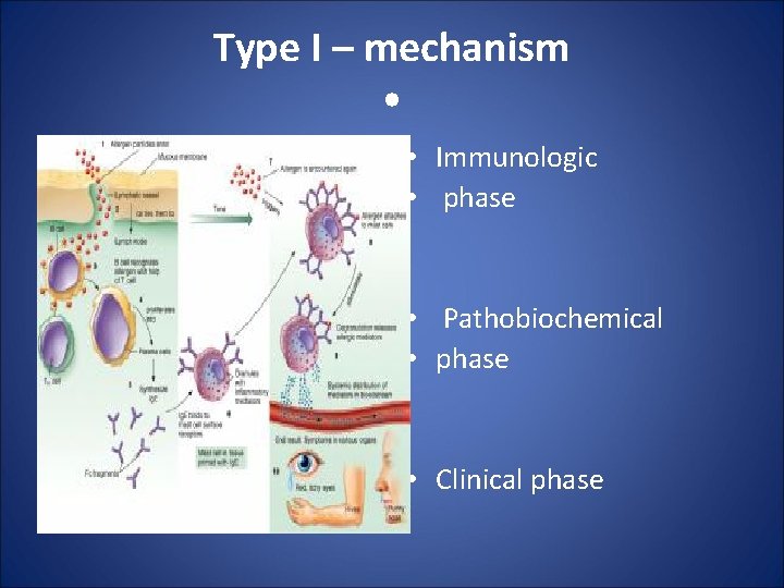 Type I – mechanism • • Immunologic • phase • Pathobiochemical • phase •