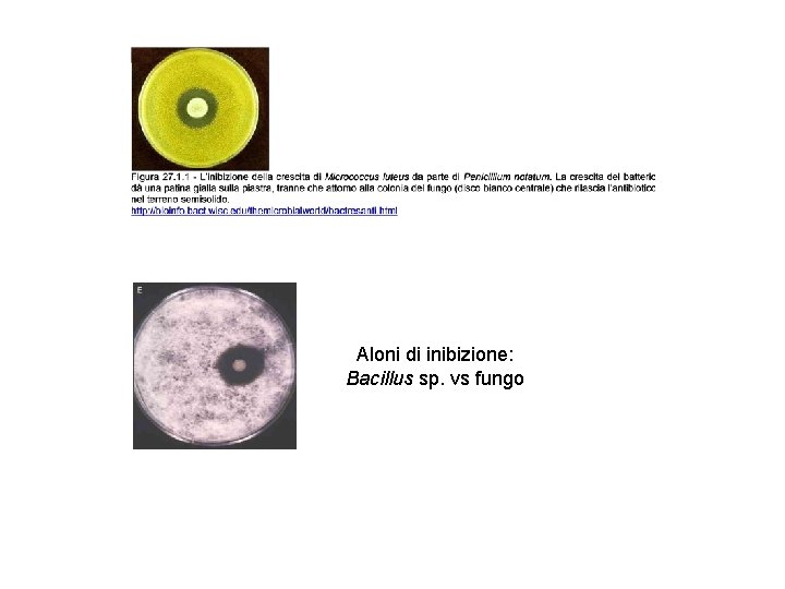 Aloni di inibizione: Bacillus sp. vs fungo 