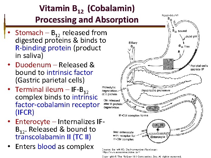 Vitamin B 12 (Cobalamin) Processing and Absorption • Stomach – B 12 released from