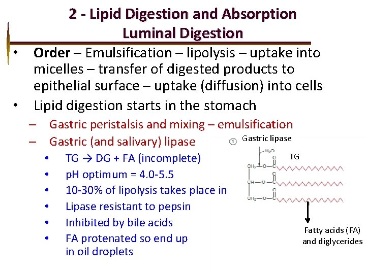 2 - Lipid Digestion and Absorption Luminal Digestion • Order – Emulsification – lipolysis