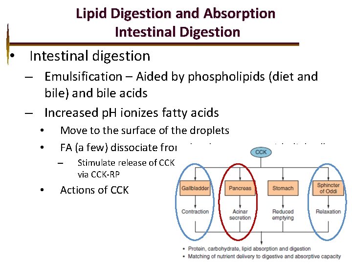 Lipid Digestion and Absorption Intestinal Digestion • Intestinal digestion – Emulsification – Aided by