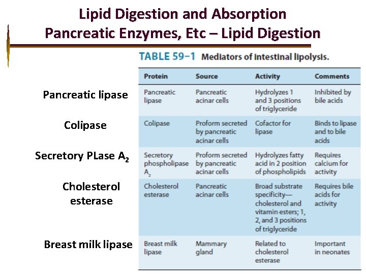 Lipid Digestion and Absorption Pancreatic Enzymes, Etc – Lipid Digestion Pancreatic lipase Colipase Secretory