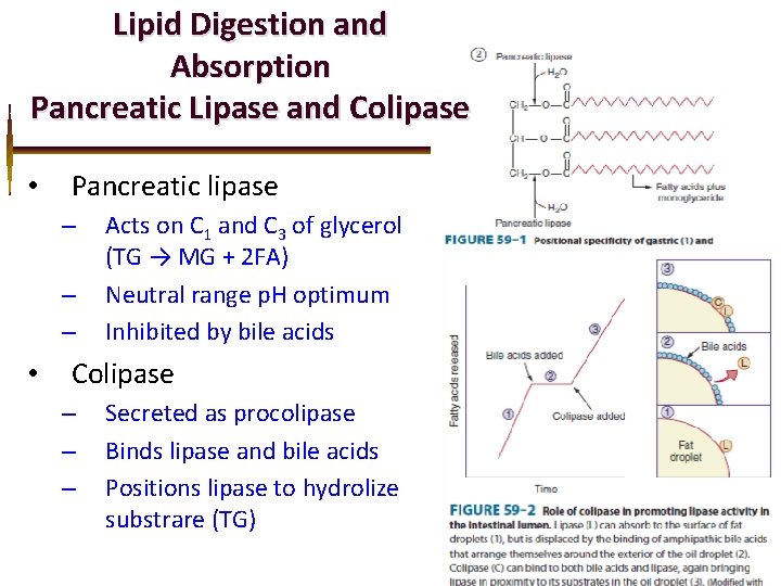Lipid Digestion and Absorption Pancreatic Lipase and Colipase • Pancreatic lipase – – –