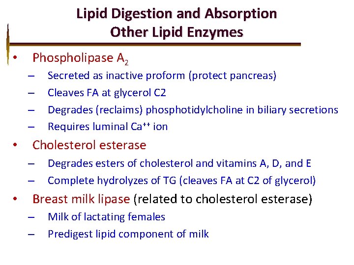 Lipid Digestion and Absorption Other Lipid Enzymes • Phospholipase A 2 – – •