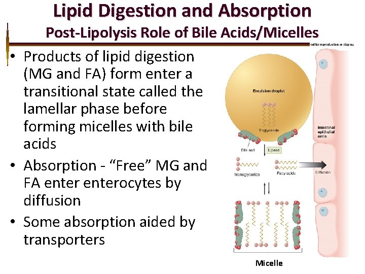 Lipid Digestion and Absorption Post-Lipolysis Role of Bile Acids/Micelles • Products of lipid digestion