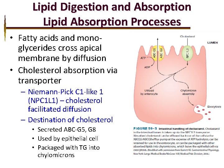 Lipid Digestion and Absorption Lipid Absorption Processes • Fatty acids and monoglycerides cross apical