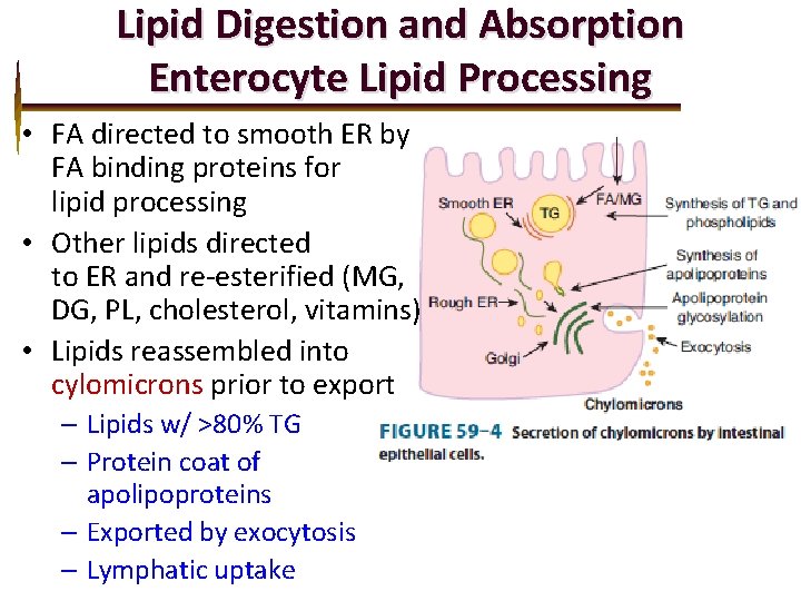 Lipid Digestion and Absorption Enterocyte Lipid Processing • FA directed to smooth ER by