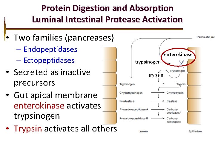 Protein Digestion and Absorption Luminal Intestinal Protease Activation • Two families (pancreases) – Endopeptidases