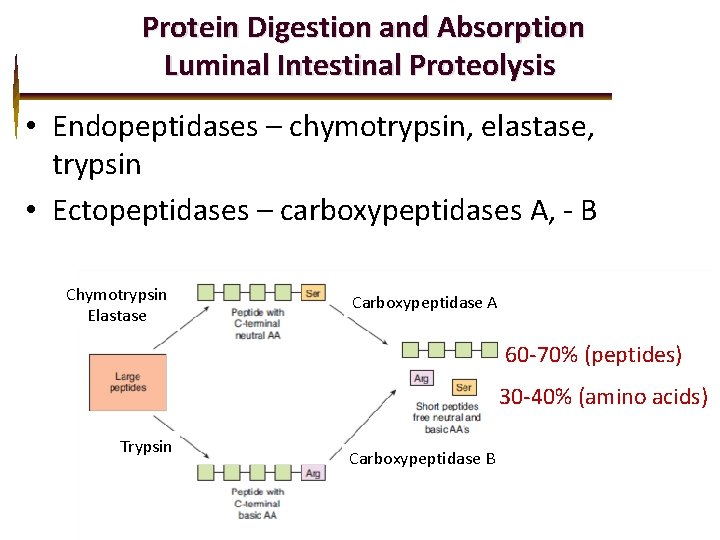 Protein Digestion and Absorption Luminal Intestinal Proteolysis • Endopeptidases – chymotrypsin, elastase, trypsin •