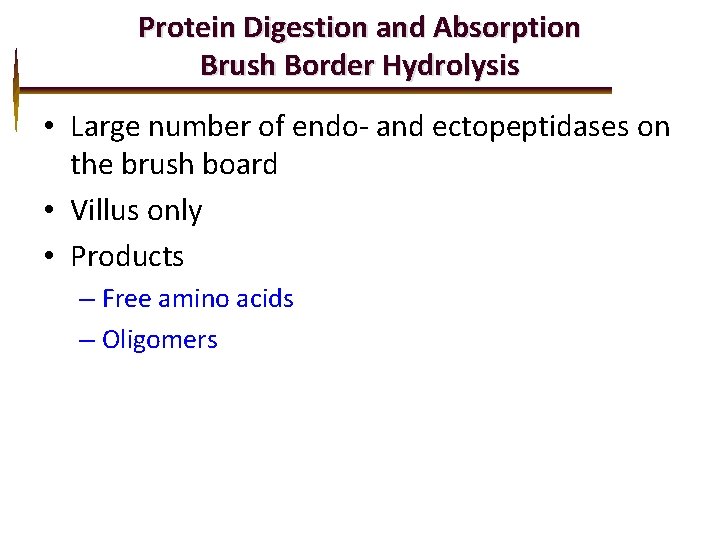 Protein Digestion and Absorption Brush Border Hydrolysis • Large number of endo- and ectopeptidases