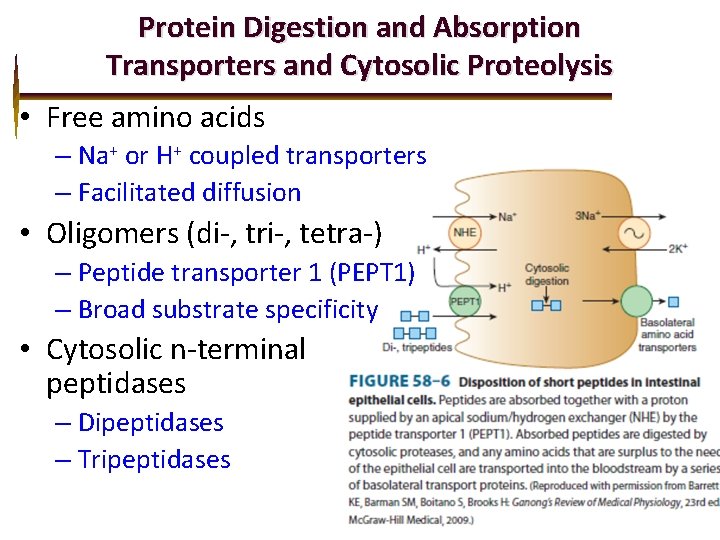 Protein Digestion and Absorption Transporters and Cytosolic Proteolysis • Free amino acids – Na+