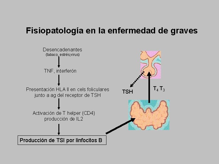Fisiopatología en la enfermedad de graves Desencadenantes (tabaco, estrés, virus) TNF, interferón Presentación HLA