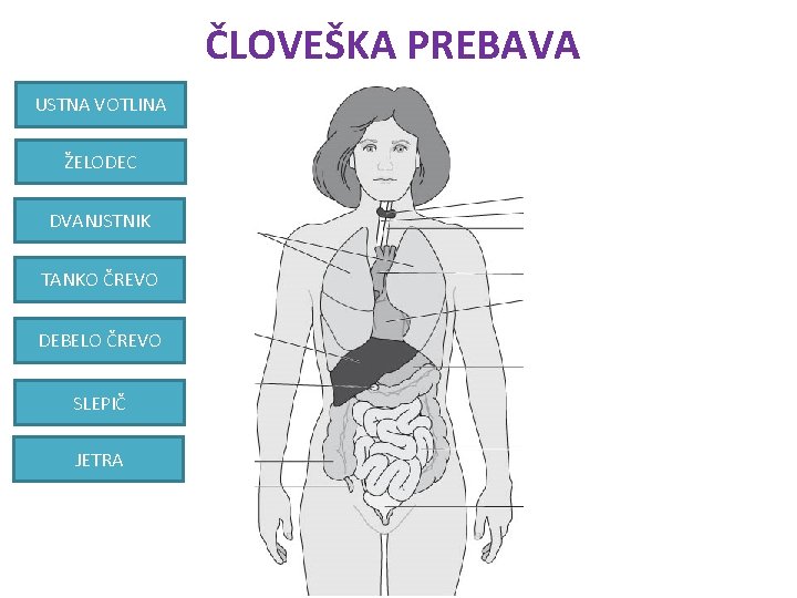 ČLOVEŠKA PREBAVA USTNA VOTLINA ŽELODEC DVANJSTNIK TANKO ČREVO DEBELO ČREVO SLEPIČ JETRA 