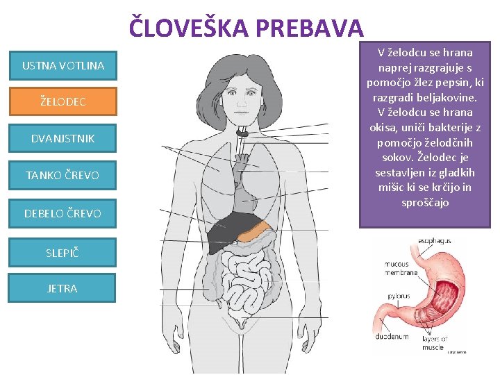 ČLOVEŠKA PREBAVA USTNA VOTLINA ŽELODEC DVANJSTNIK TANKO ČREVO DEBELO ČREVO SLEPIČ JETRA V želodcu